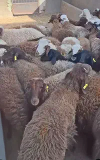 دام گوسفند زنده  برای هرمناسبتی تمامی مناطق