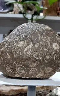 سنگ فسیل