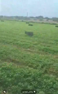 پرس یونجه