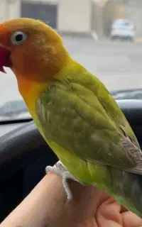 کوتوله گمشده (مژدگانی)