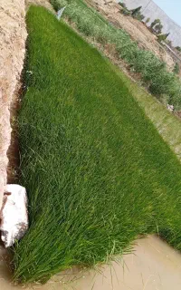 تویلکی