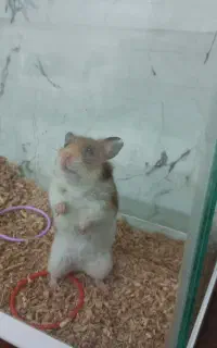 یک عدد همستر دستی اکواریومم لازمتون شد میفروشیم