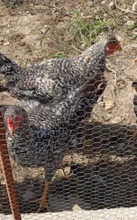 خروس پلیموت راک 4.5 ماهه