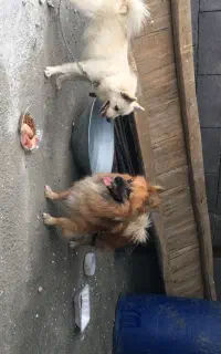 سگ نژاد پامر
