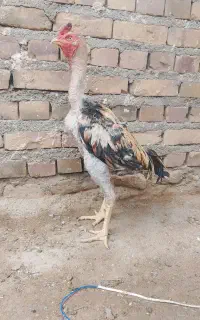 خروس لاری