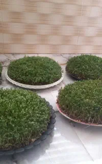 سبزه