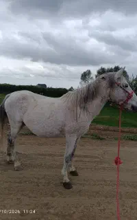 فروش مادیان