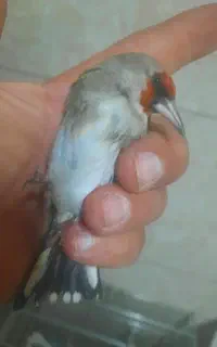 سره .کبوتر