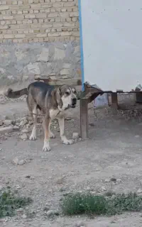 سگ نگهبان