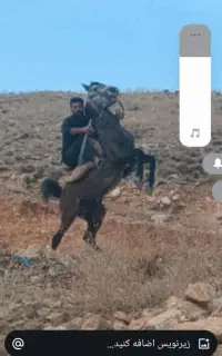 اسب دره شوری سن ۳به۴ پرخون سردم گیر عالی