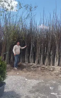 انواع نهال ها مثمر و غیر مثمر