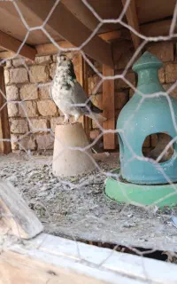 کبوتر دمگیر بد رنگ گلین