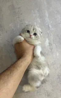 اسکاتیش سیلور