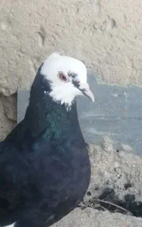 کبوتر