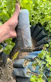 فروش ویژه انگور خارجی