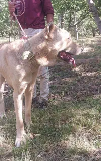 سگ سرابی
