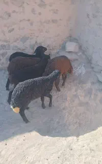 ۵راس بره افشاردرجه یک
