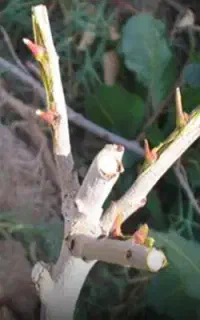 پیوند زن پسته