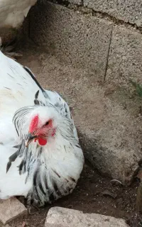 تک خروس برهما