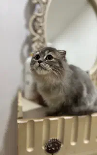 گربه اسکاتیش ۱۷ میلیون