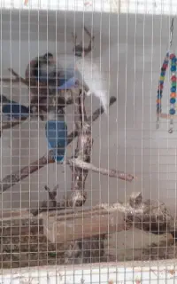 جوجه کوتوله فیشر