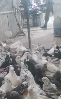 کبوتر بار جدید از تهران رسید