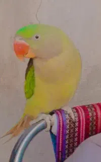 شاه طوطی ماده گم شده