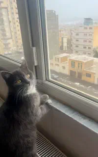 گربه رایگان با ۲ تا بچه