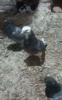کبوتر