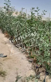 نهال های ممتاز و درجه یک