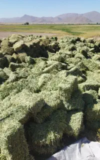 پرس یونجه خورد شده