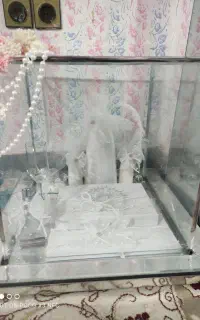 باکس بله برون