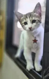 واگذاری بچه گربه