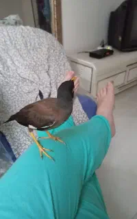 فروش مرغ مینا