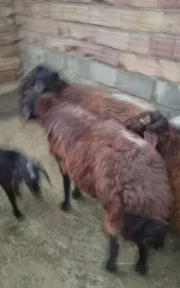 گوچ شیشک