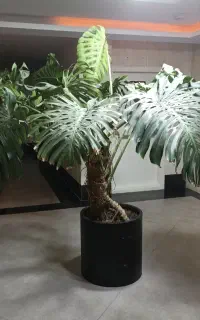 خدمات لوکس گیاه وگل( ولنجک سعادت آباد شهرک غرب)