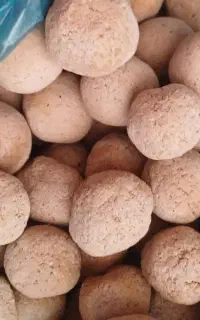 کلگ بلوط تازه و تمیز