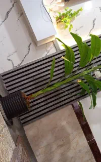 درختچه موز