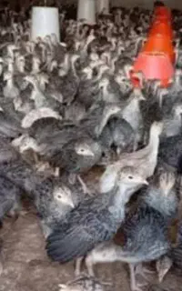 جوجه بوقلمون(قل)