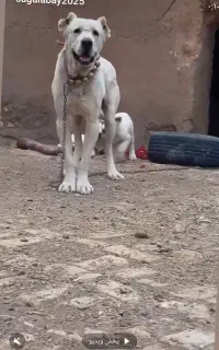 خراسانی