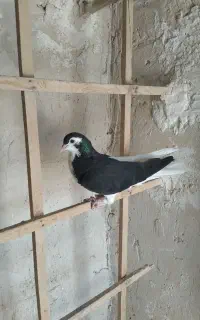 کفترچپ.سیاه.ماده