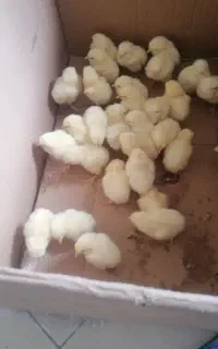 جوجه نژاد راس گوشتی