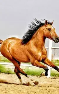اسبکش