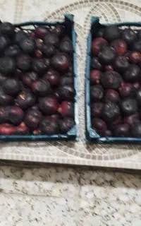 انجیر سیاه