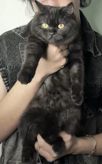 گربه اسکاتیش ( جفتگیری)