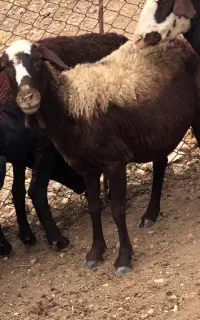 میش فشندی