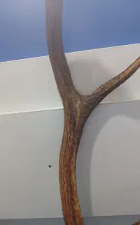 شاخ