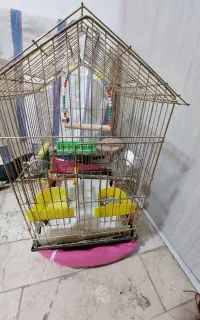 قفس طلایی جنس اعلا ۱۰۳۳