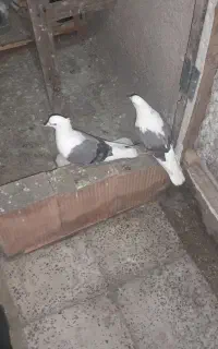 کفتر پشت سبز