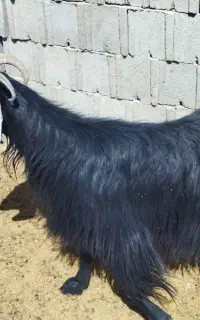 بز کهره